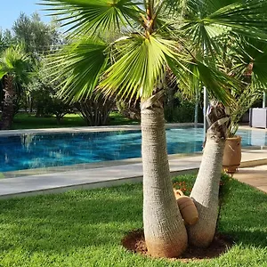 Les Deux Citronniers Maroc